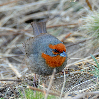 Tucuman Mountain Finch